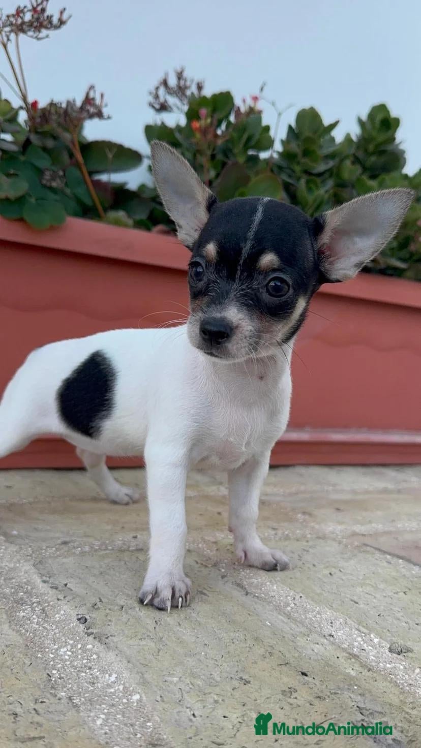 Chihuahua perros 🐾 CAMADA DE CHIHUAHUAS – PELO CORTO 🐾 - Anuncio 2