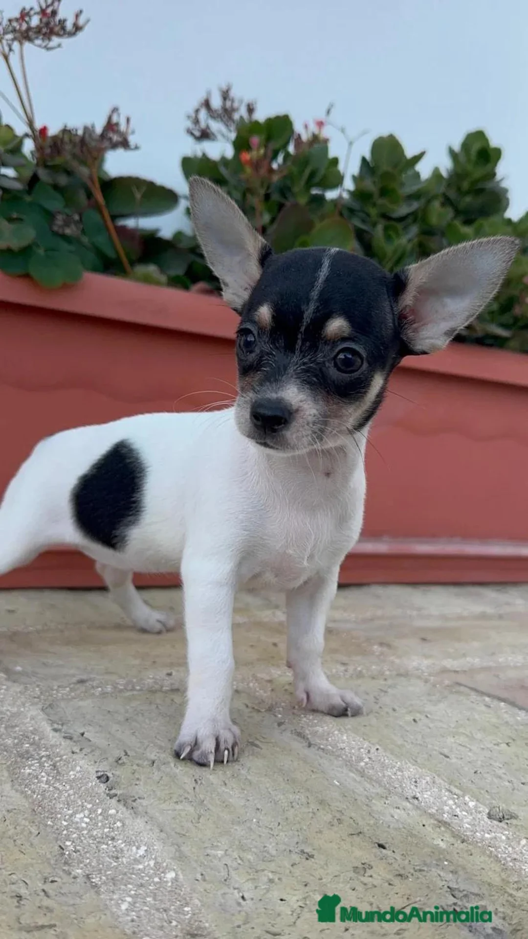 Chihuahua perros en venta: 🐾 CAMADA DE CHIHUAHUAS – PELO CORTO 🐾 - Anuncio 2