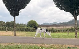 Saluki perros en venta: Camada de Salukis  - Imagen 15