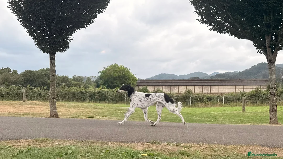 Saluki perros en venta: Camada de Salukis  - Anuncio 17