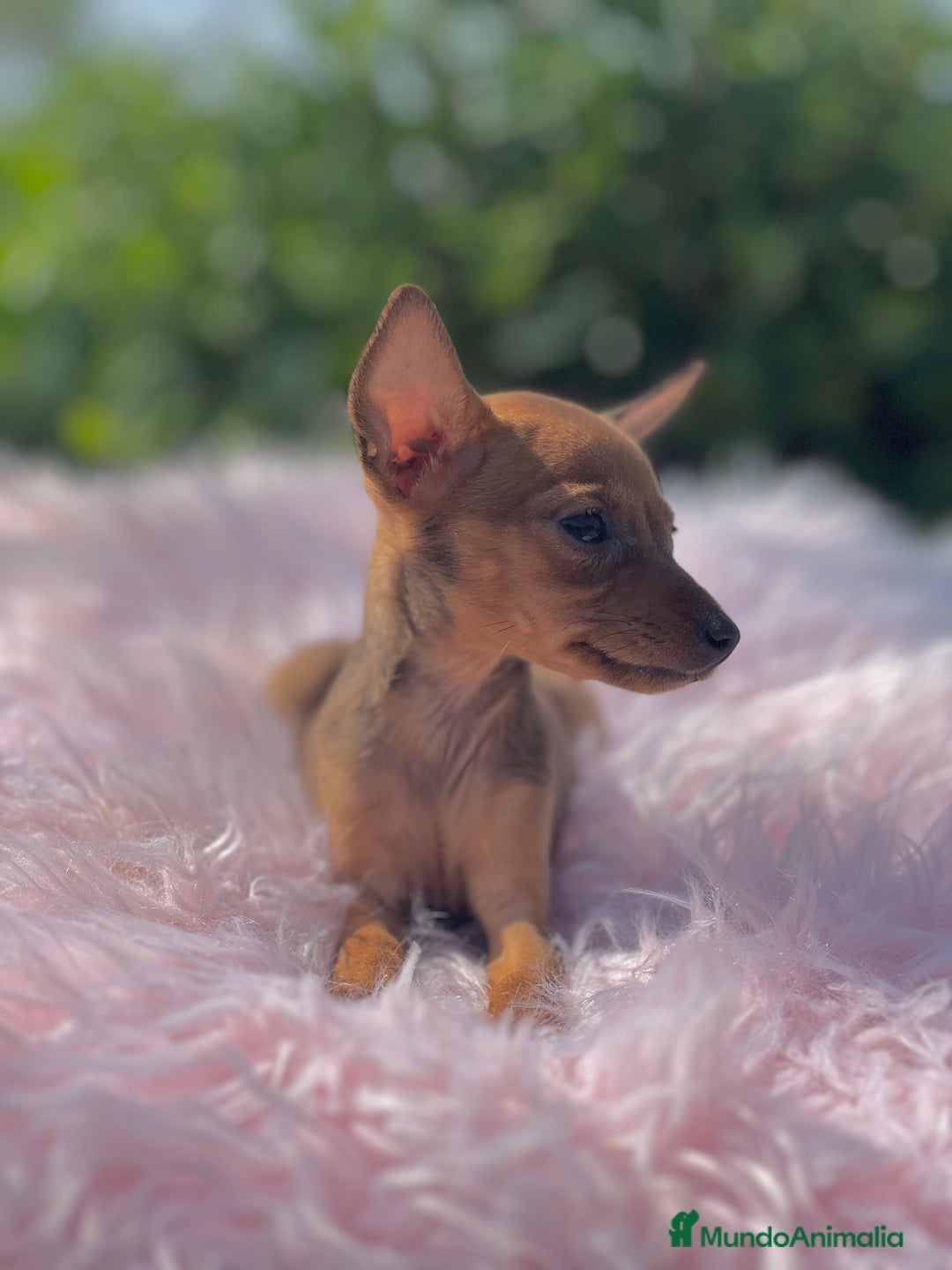Ratón de Praga perros en venta: Ratona de Praga roja  - Imagen 6
