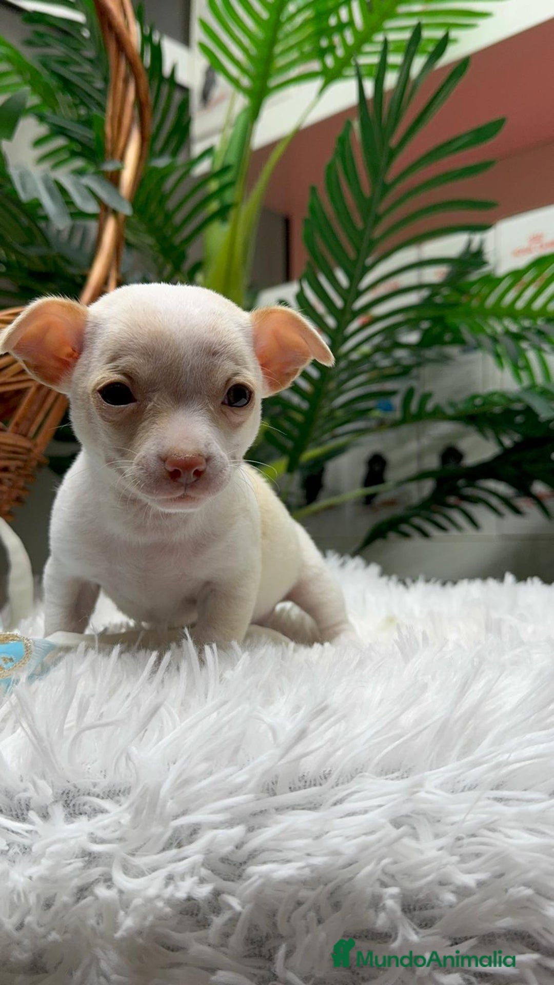 Chihuahua perros en venta: CHIHUAHUA MACHO - Anuncio 8