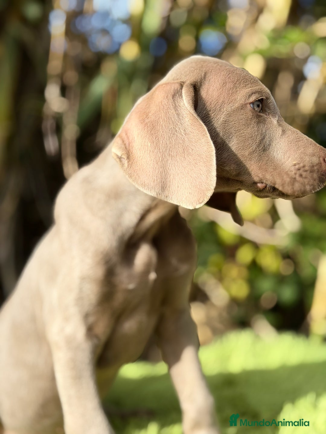 Weimaraner perros en venta: Braco de weimar  - Anuncio 2