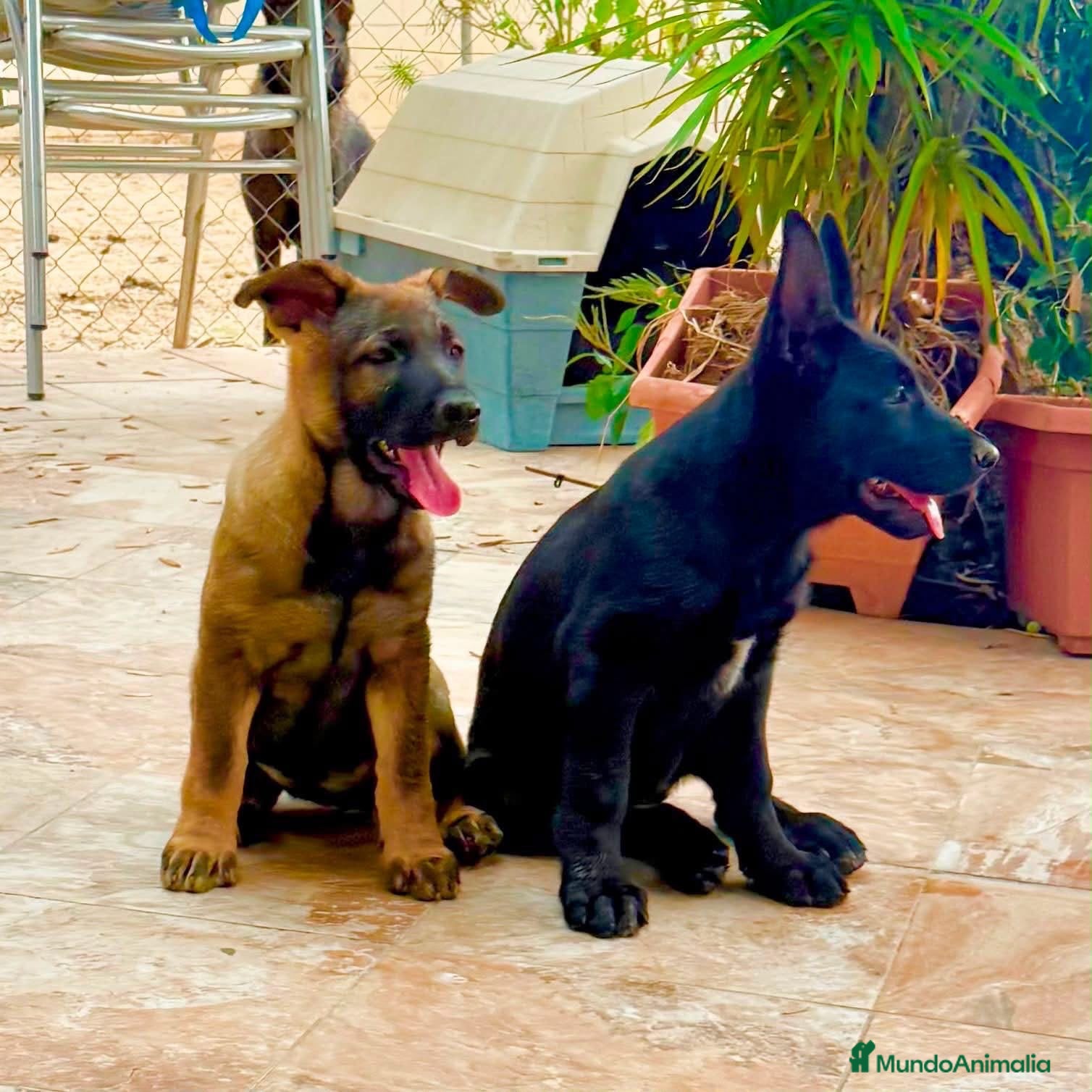 Pastor Alemán perros Cachorro pastor alemán linea de trabajo - Anuncio 1