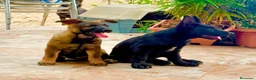 Pastor Alemán perros en venta: Cachorro pastor alemán linea de trabajo - Anuncio 1