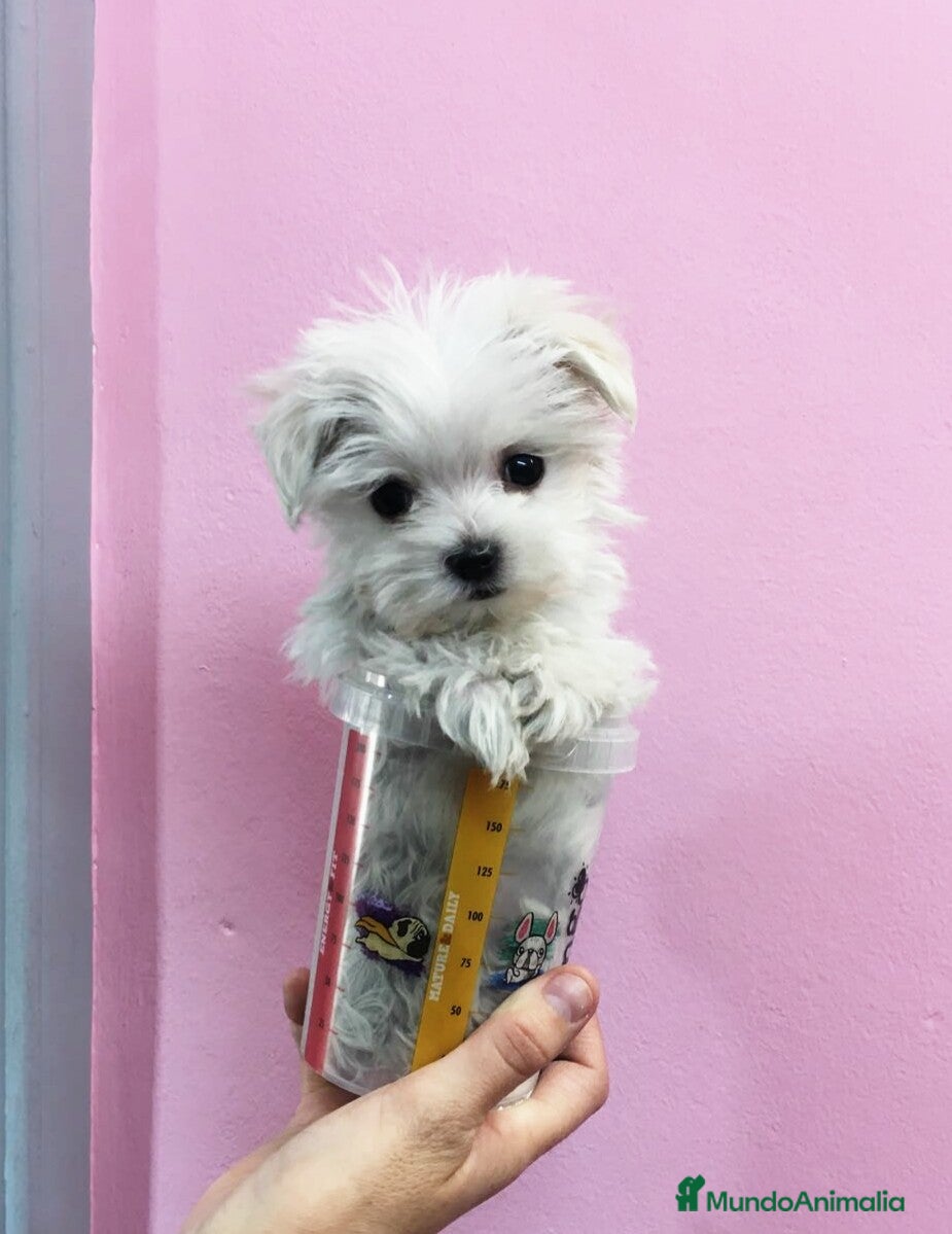 Bichón Maltés perros Bichón Maltés machos y hembras en Barcelona - Anuncio 2