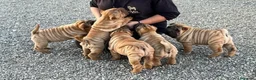 Shar Pei perros en venta: LOS MEJORES SHAR PEI NACIONALES en Málaga - Anuncio 1