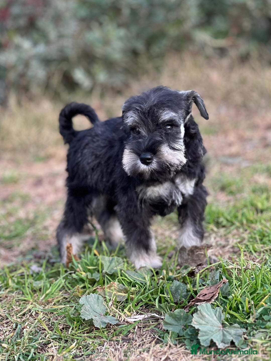 Schnauzer Miniatura perros en venta: SCHNAUZER MINIATURA HEMBRA DISPONIBLE en Barcelona - Imagen 3