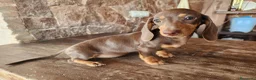 Teckel perros en venta: Camada teckel chocolate - Anuncio 10