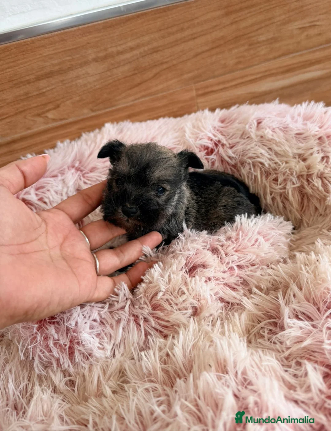 Schnauzer Miniatura perros en venta: Schnauzer mini  - Anuncio 9