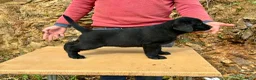 Labrador Retriever perros en venta: CACHORRA NEGRA LABRADOR RETRIEVER - Anuncio 16