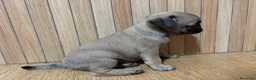 Carlino - Pug perros en venta: Carlino -pug - Anuncio 3