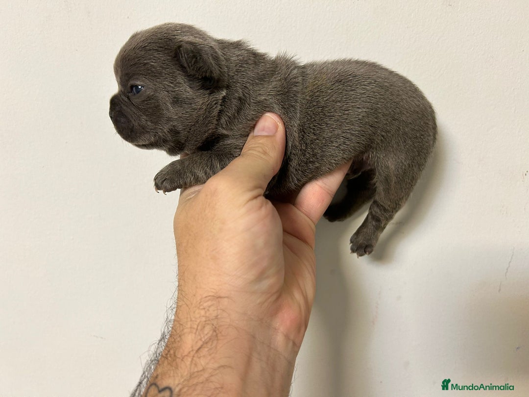 Bulldog Francés perros en venta: Bulldog francés big rope  - Anuncio 2