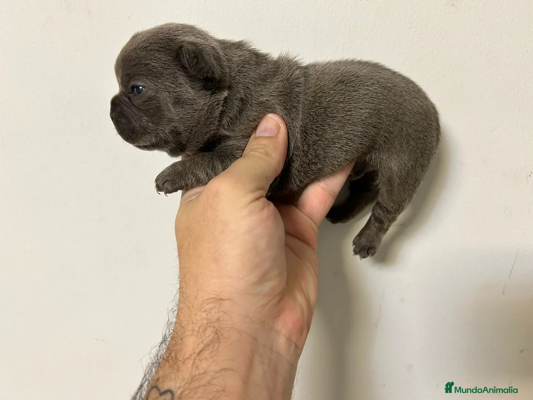 Bulldog Francés perros en venta: Bulldog francés big rope  - Anuncio 2