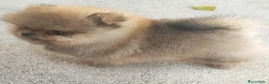 Pomerania 1