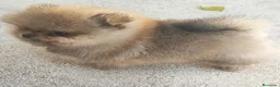 Pomerania perros en venta: Pomerania miniatura  - Anuncio 3