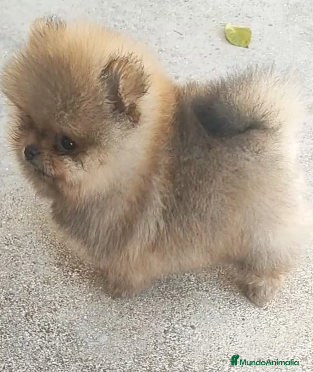 Pomerania perros en venta: Pomerania miniatura  - Anuncio 3