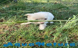 Chihuahua perros en venta: Camada Pomchi de Japi y Manchitas AQUANATURA - Imagen 10