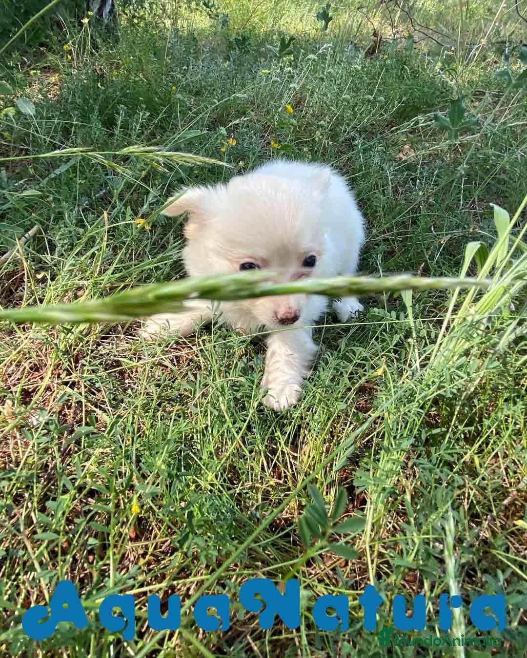 Chihuahua perros en venta: Camada Pomchi de Japi y Manchitas AQUANATURA - Imagen 10