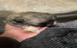 Shih Tzu perros en venta: Shih tzu - Imagen 12