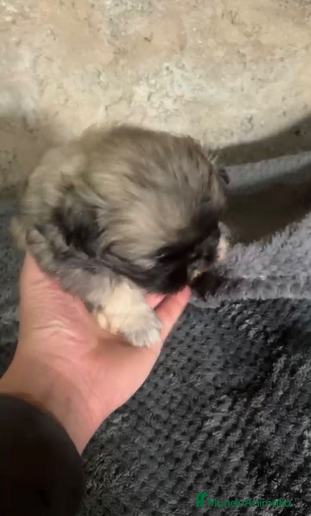 Shih Tzu perros en venta: Shih tzu - Imagen 12
