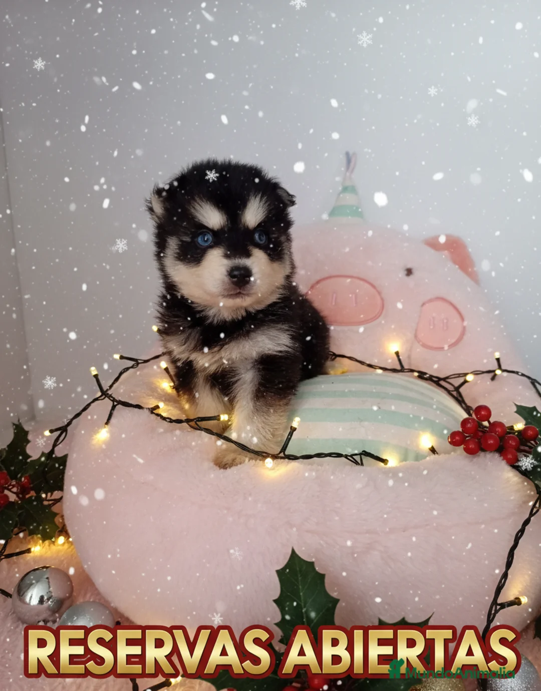 Pomsky perros en venta: POMSKY - Anuncio 1
