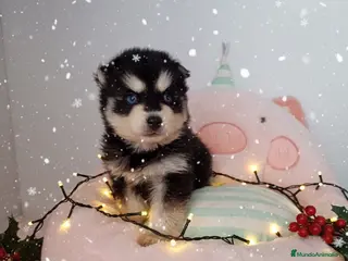 Pomsky perros POMSKY - Anuncio 2