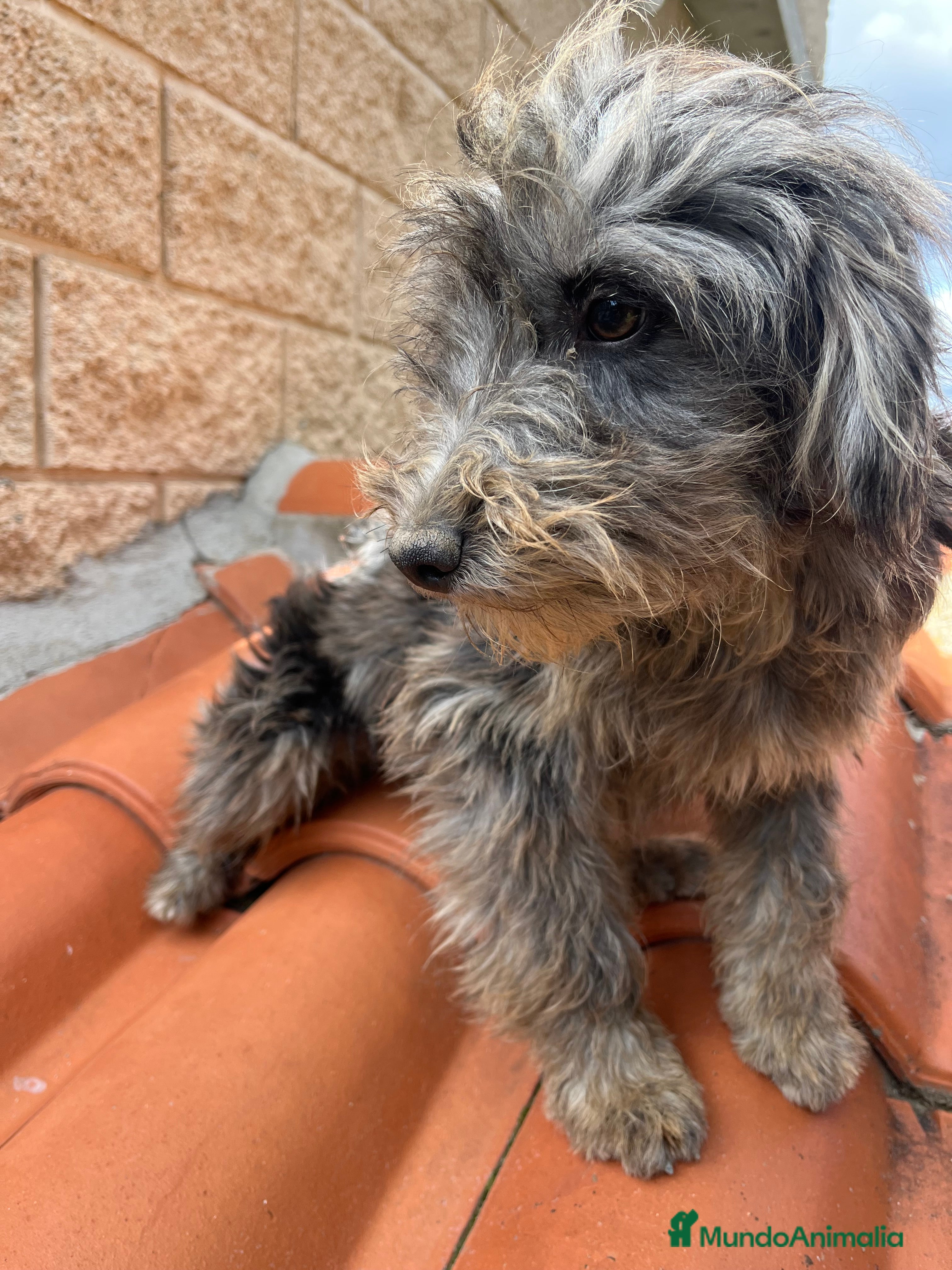 Raza Mixta perros Precioso cachorro Aussiedoodle - Anuncio 2