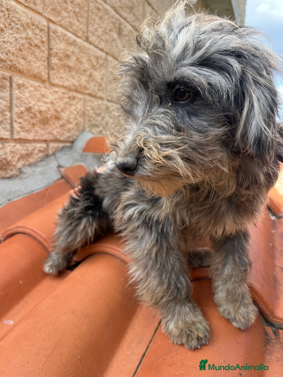 Raza Mixta perros en venta: Precioso cachorro Aussiedoodle - Anuncio 1
