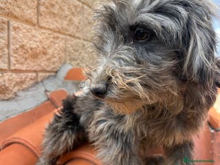Raza Mixta perros Precioso cachorro Aussiedoodle - Anuncio 14