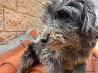 Raza Mixta perros Precioso cachorro Aussiedoodle - Anuncio 2