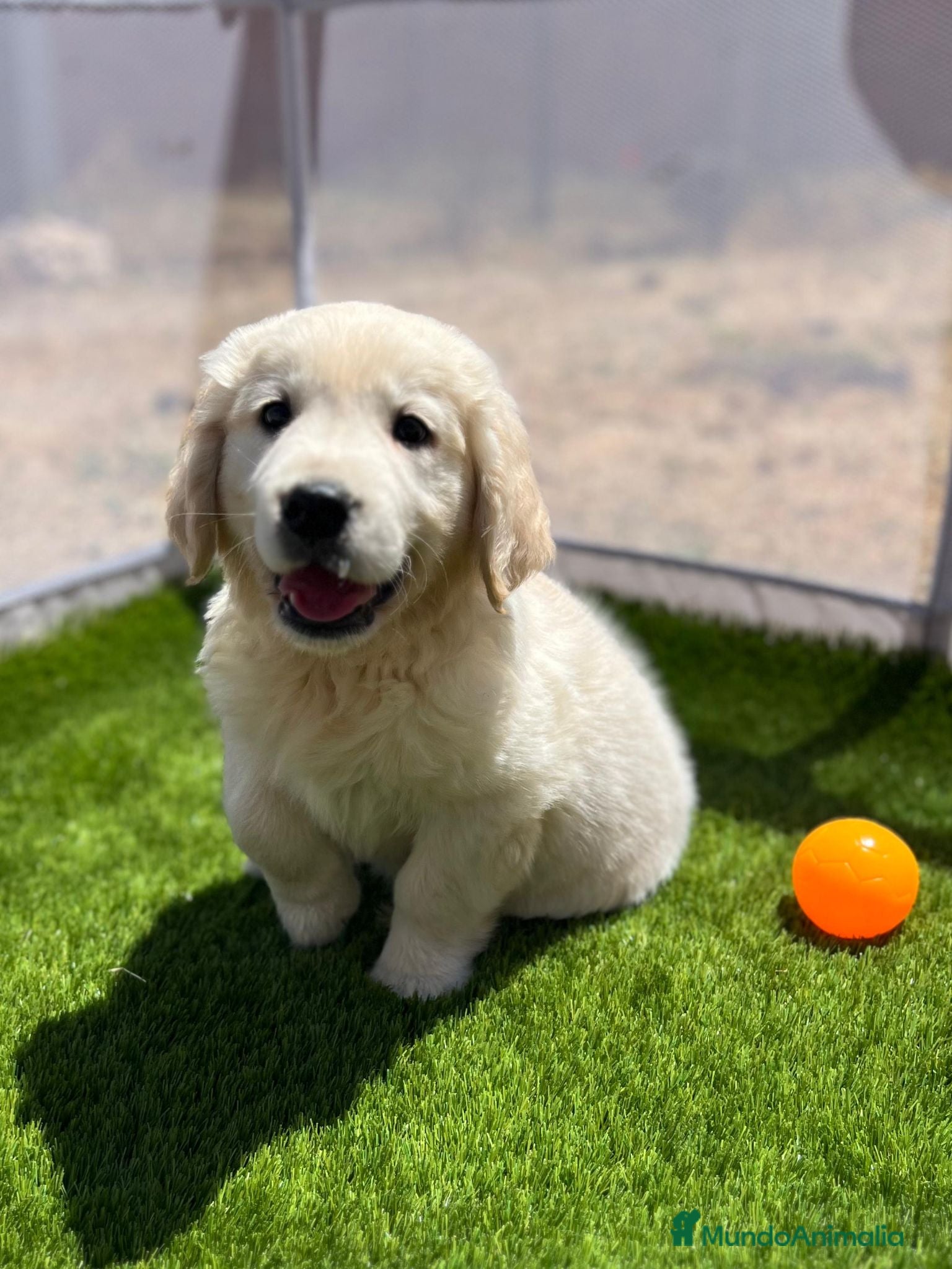 Golden Retriever perros Golden retriever  - Anuncio 1