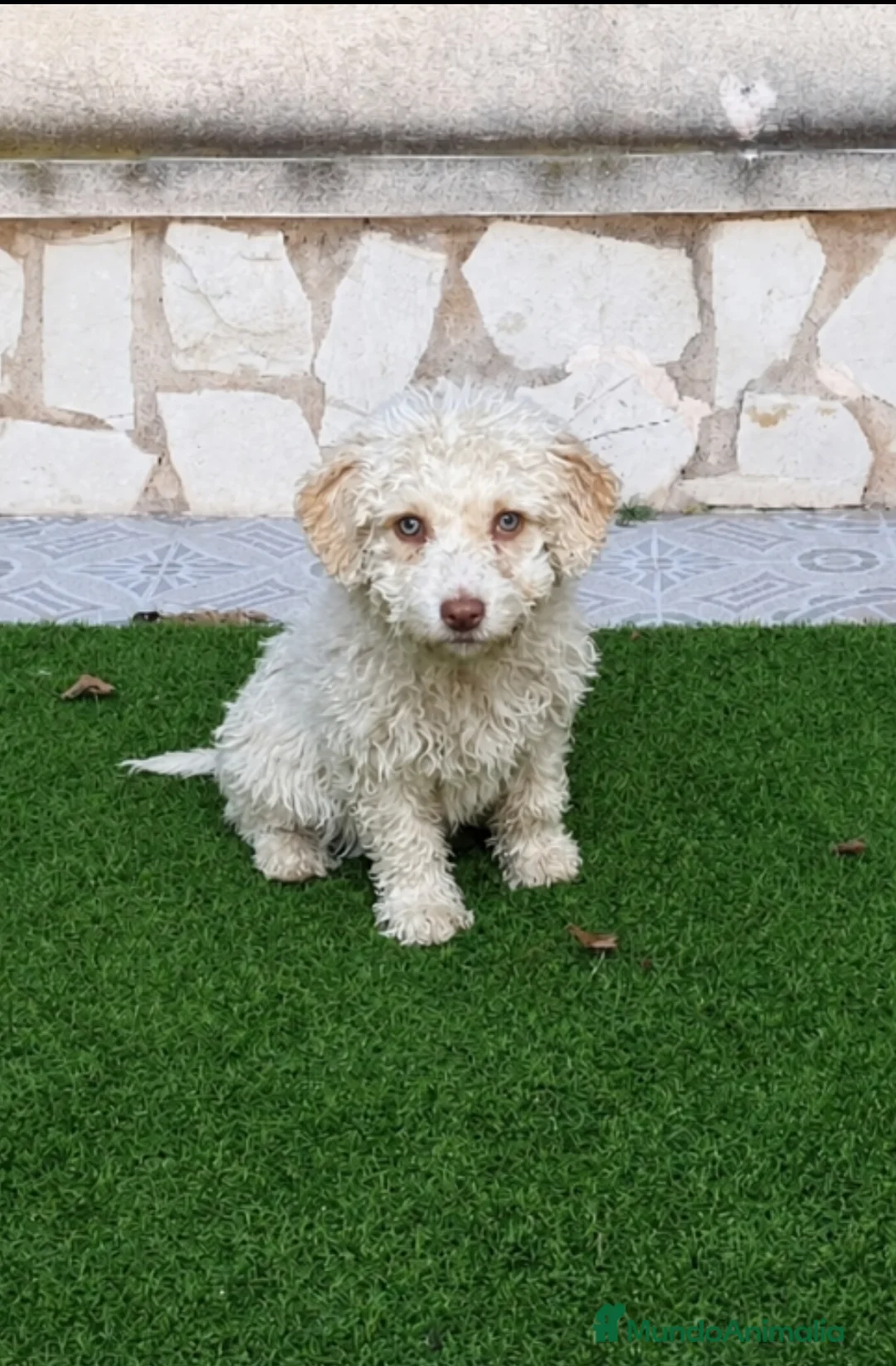 Perro de Agua Español perros en venta: Perro de Agua Hembrita - Anuncio 2