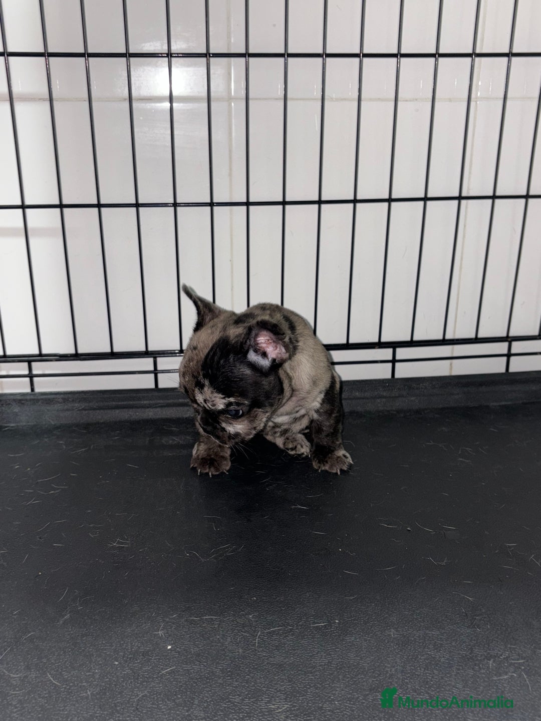 Bulldog Francés perros en venta: Cachorra bulldog francés merle - Anuncio 6