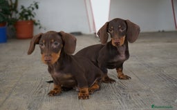 Teckel Miniatura perros en venta: 🐾 Bongo y Cacao – Teckel miniatura 🐾 - Imagen 1