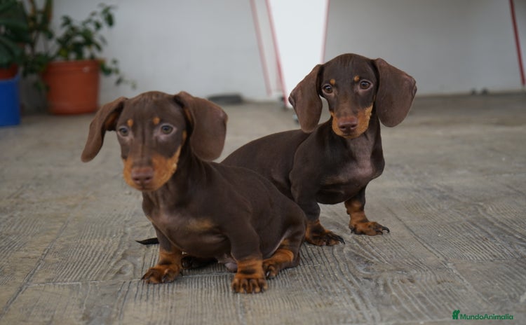 Teckel Miniatura perros - Anuncio 1