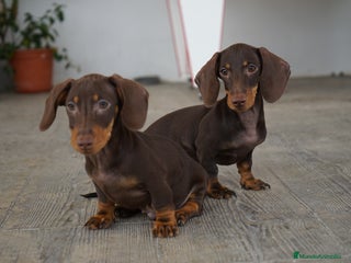 Teckel Miniatura perros - Anuncio 32