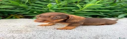 Teckel Miniatura perros en venta: TECKEL MINIATURA CHOCOLATE  - Anuncio 2