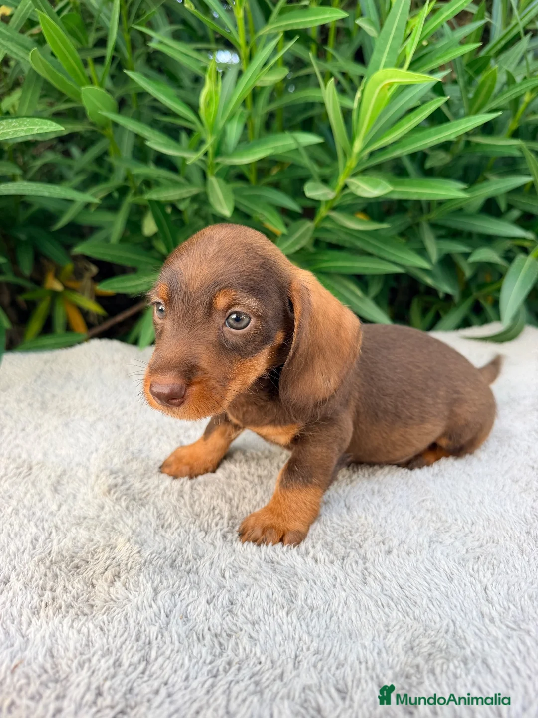 Teckel Miniatura perros en venta: TECKEL MINIATURA CHOCOLATE  - Anuncio 2