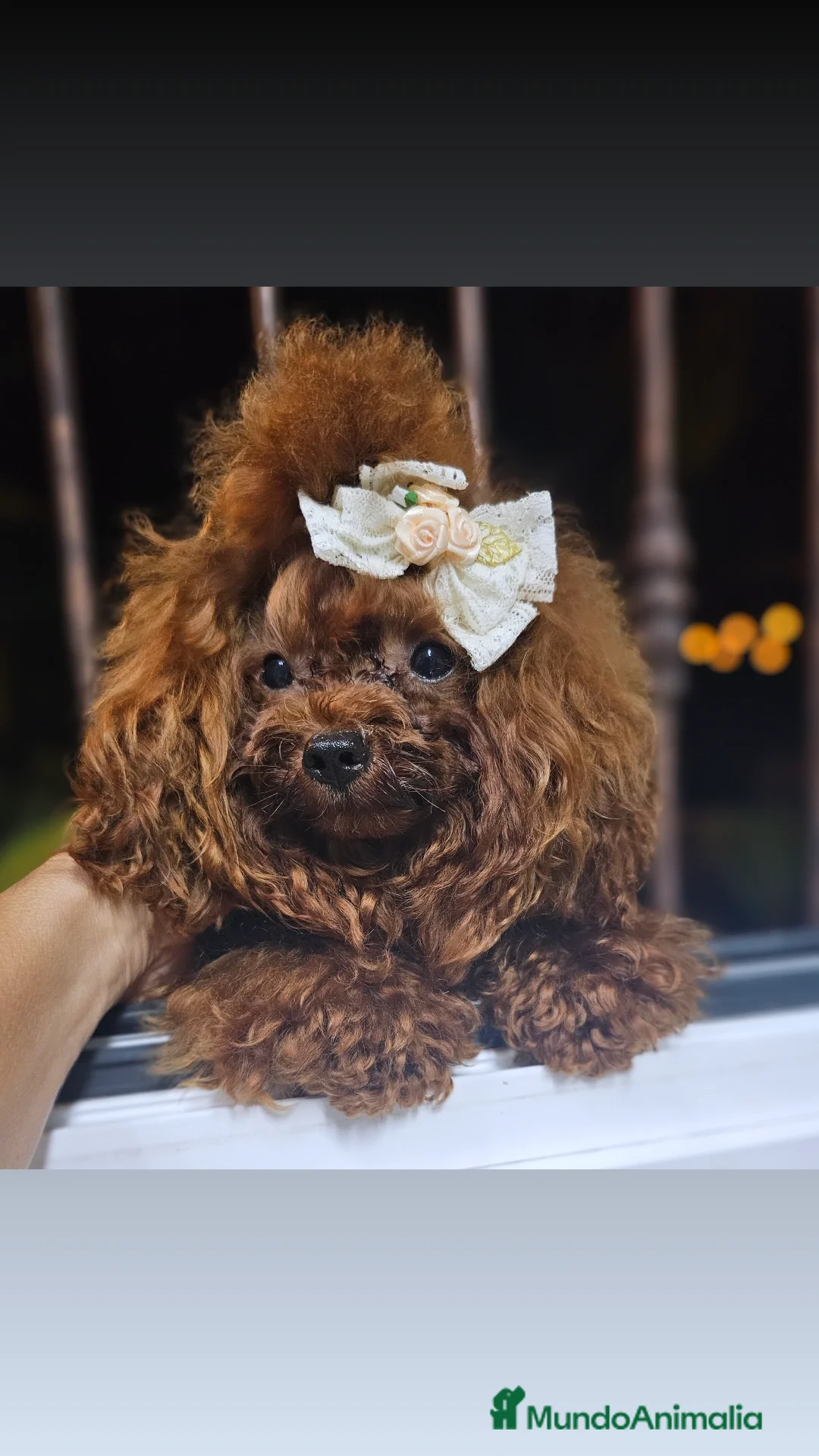 Caniche Toy perros CANICHE ASIÁTICO MINIATURA  - Anuncio 6