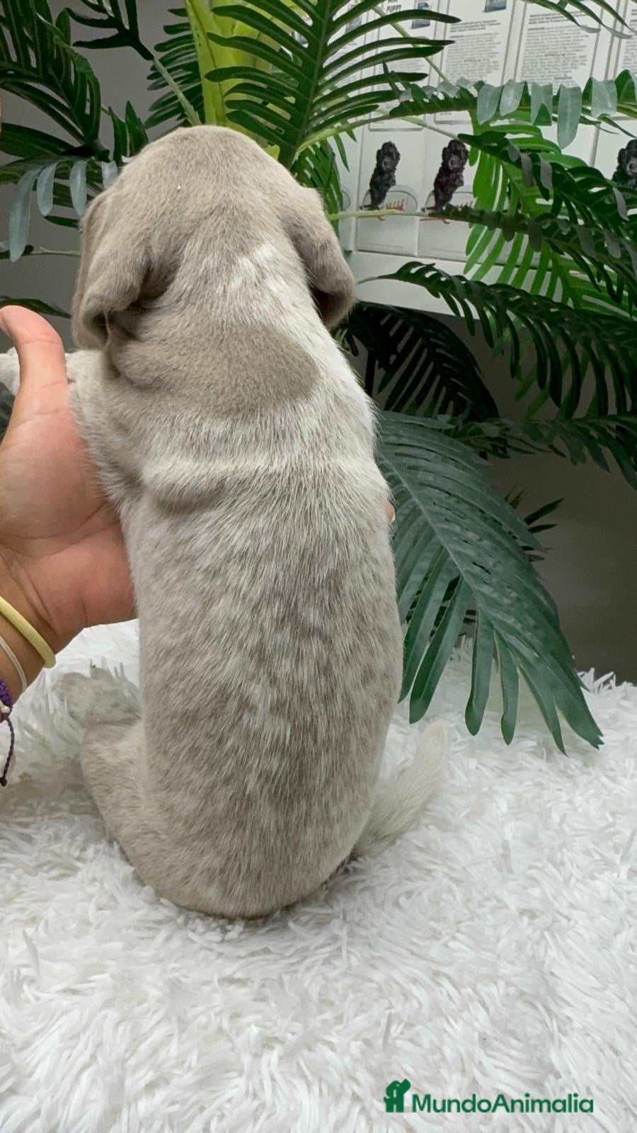Braco Alemán de Pelo Corto perros en venta: BRACO ALEMAN - Anuncio 32
