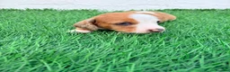 Teckel Miniatura perros en venta: Teckel miniatura tri merle choco blanco - Anuncio 13