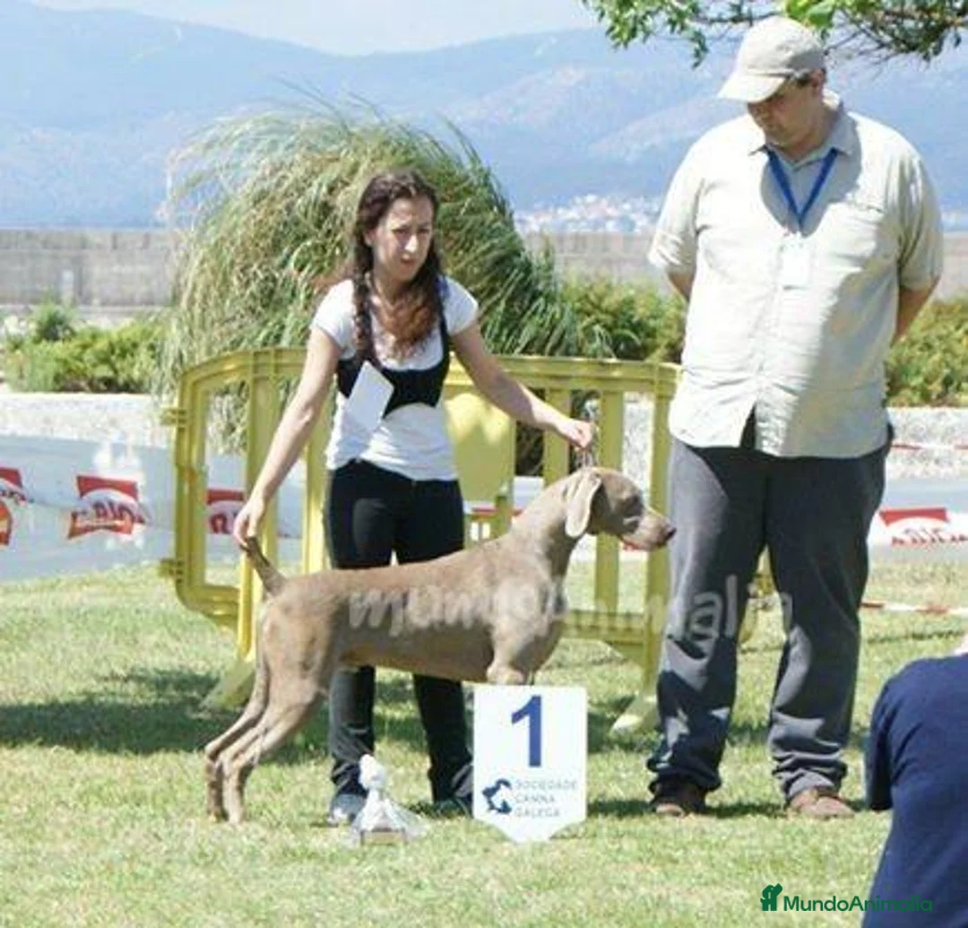 Imagen de galería {{count}}