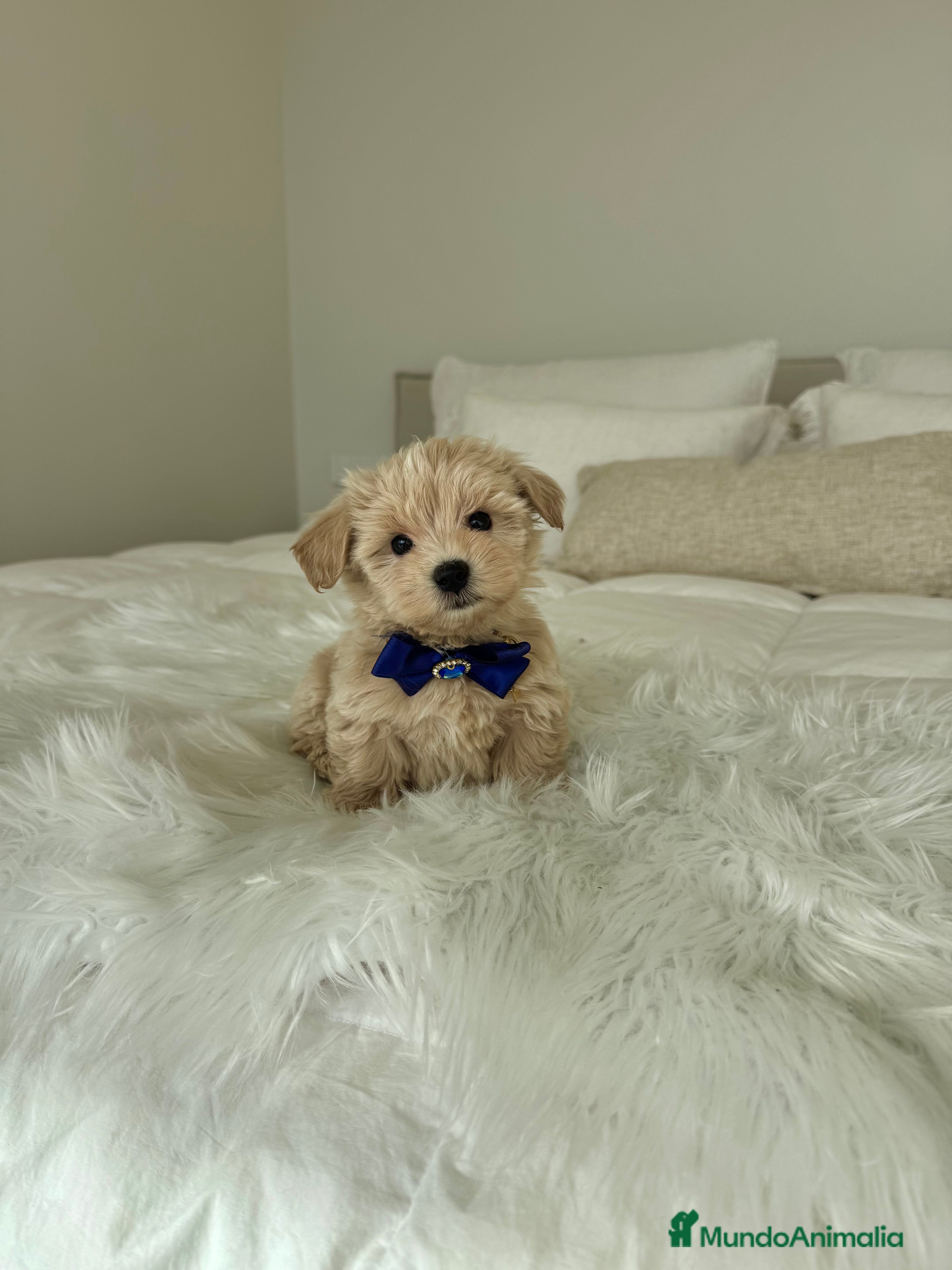 Maltipoo perros Maltipoo macho - Anuncio 1