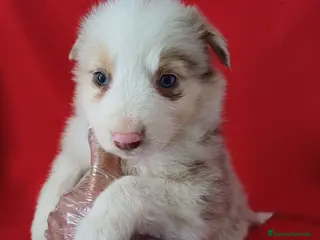 Border Collie perros Border Collie Merle - Anuncio 1