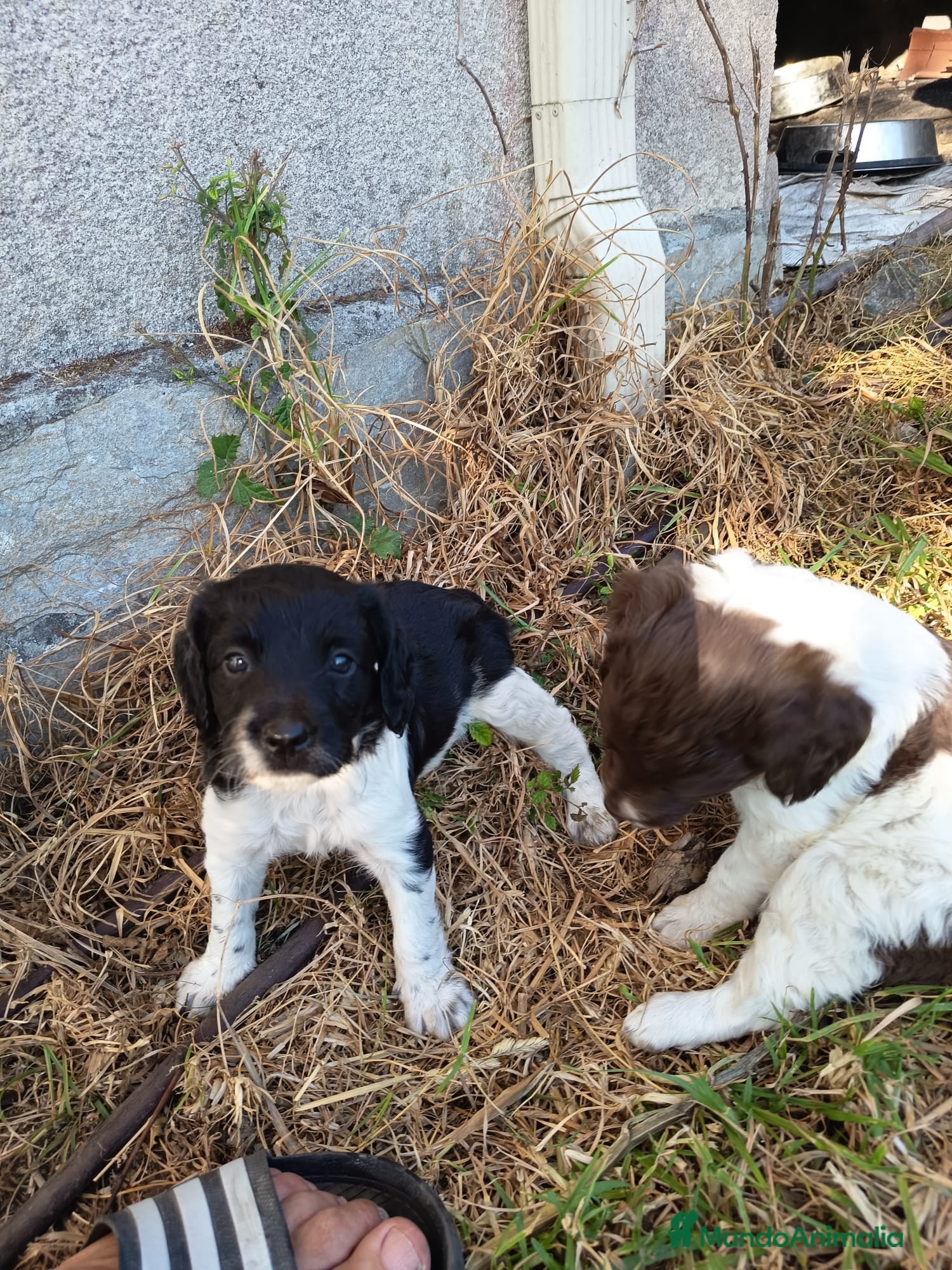 Épagneul Breton perros Spaniel Bretón  - Anuncio 14