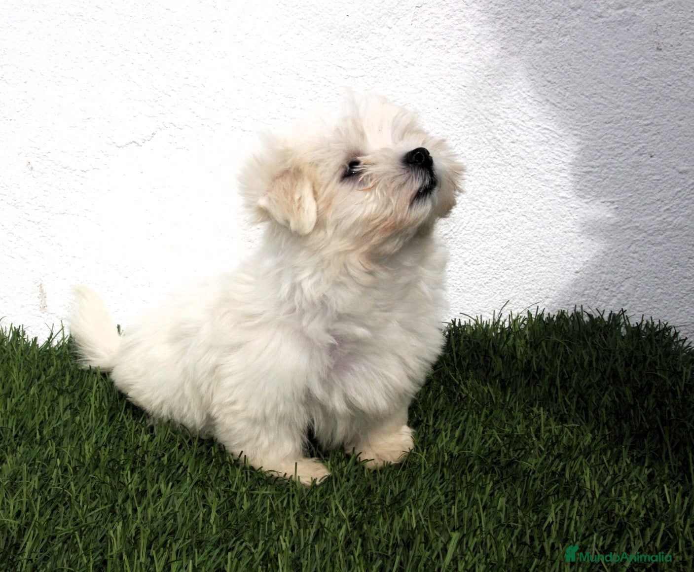 Bichón Maltés perros en venta: Bichon Maltes  - Anuncio 2