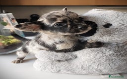 Chihuahua perros en venta: Chihuahua macho merle Toy  - Anuncio 1