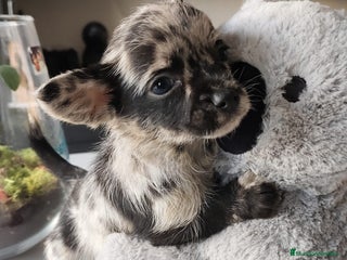 Chihuahua perros Chihuahua macho merle Toy - Anuncio 2