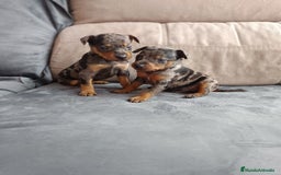 Pinscher Miniatura perros en venta: Pincher miniatura - Imagen 4
